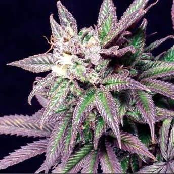 kraken площадка дарк