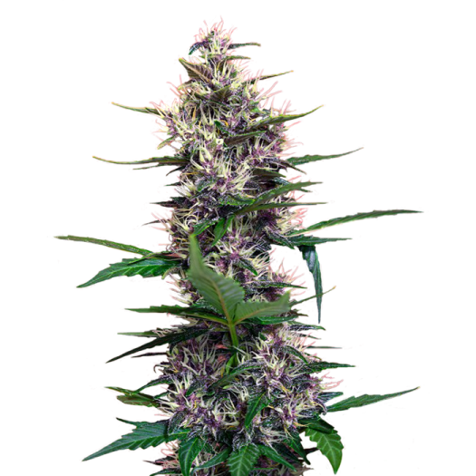 kraken онион ссылка